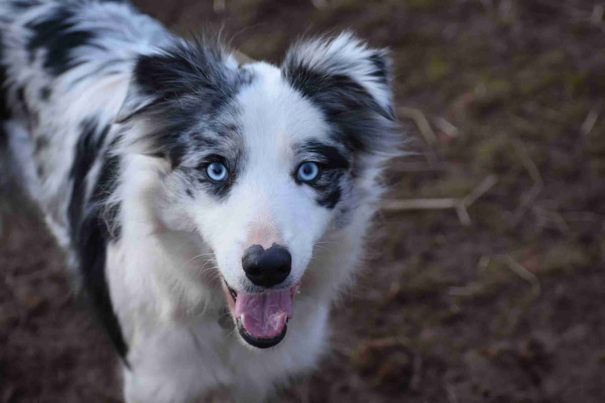 Border Collie Puppies breeder image 1