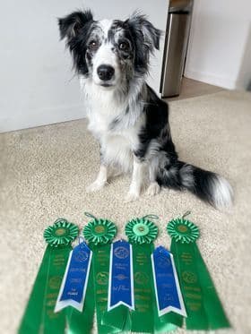 Border Collie Puppies breeder image 12
