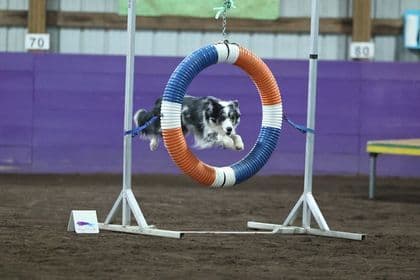 Border Collie Puppies breeder image 13