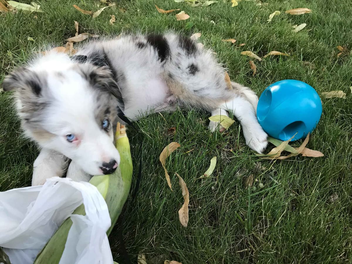 Border Collie Puppies breeder image 21