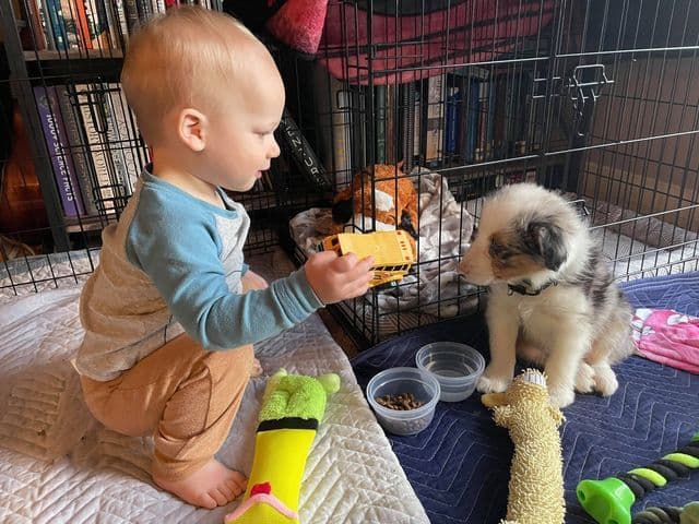 Border Collie Puppies breeder image 22
