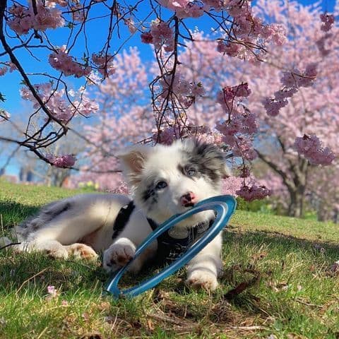 Border Collie Puppies breeder image 2