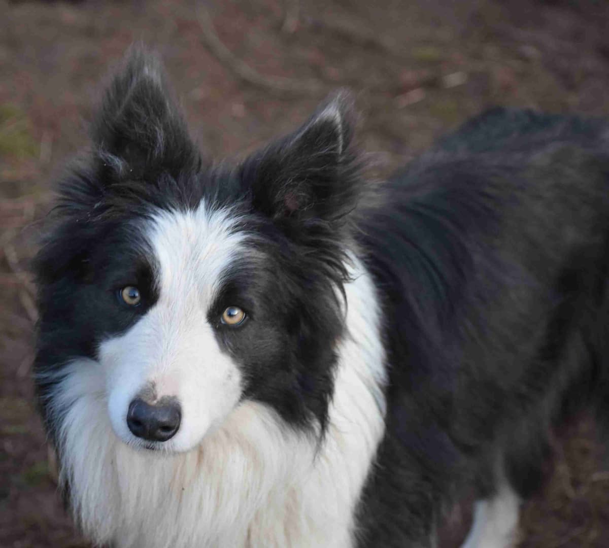 Border Collie Puppies breeder image 24