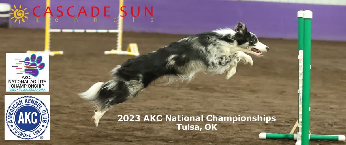 Border Collie Puppies breeder image 5