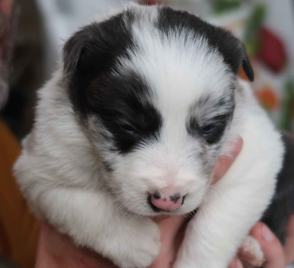 Border Collie Puppies breeder image 26