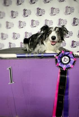 Border Collie Puppies breeder image 28