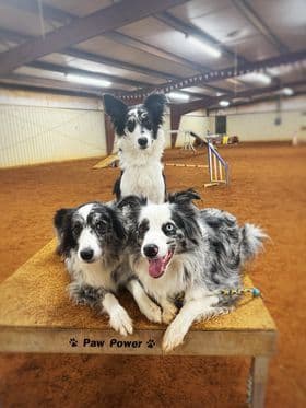 Border Collie Puppies breeder image 30