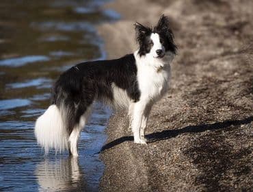 Border Collie Puppies breeder image 19