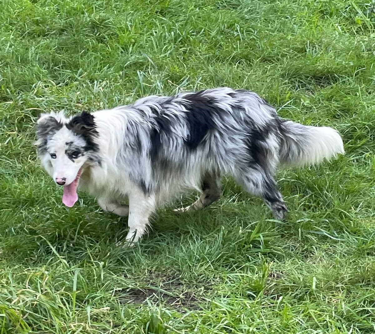 Border Collie Puppies breeder image 23