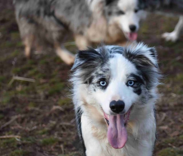 Border Collie Puppies media 14