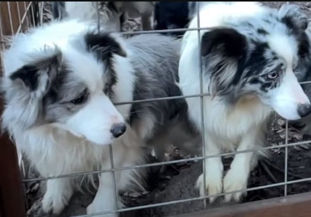 Border Collie Puppies media 15