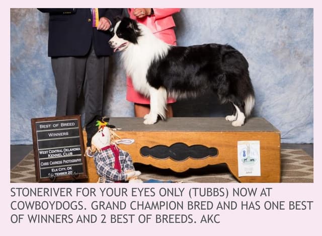 Border Collie Puppies media 16