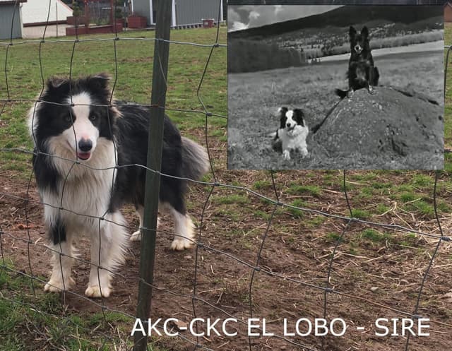 Border Collie Puppies media 17