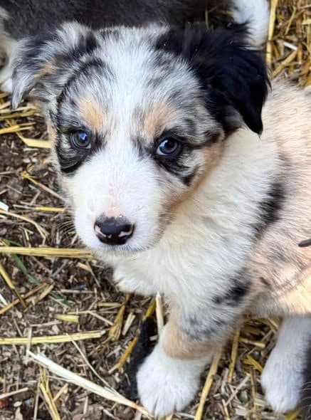 Border Collie Puppies media 2