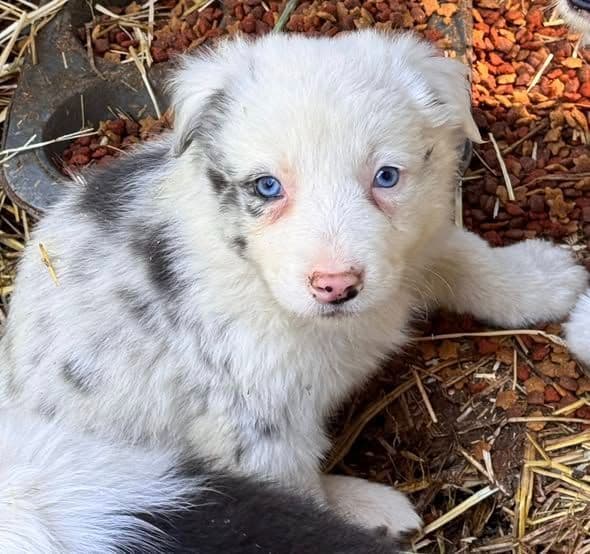 Border Collie Puppies media 12