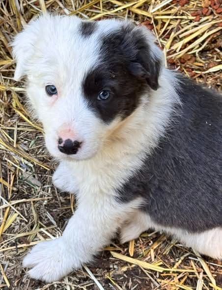 Border Collie Puppies media 13