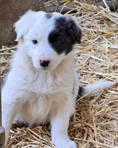 Border Collie Puppies media 5
