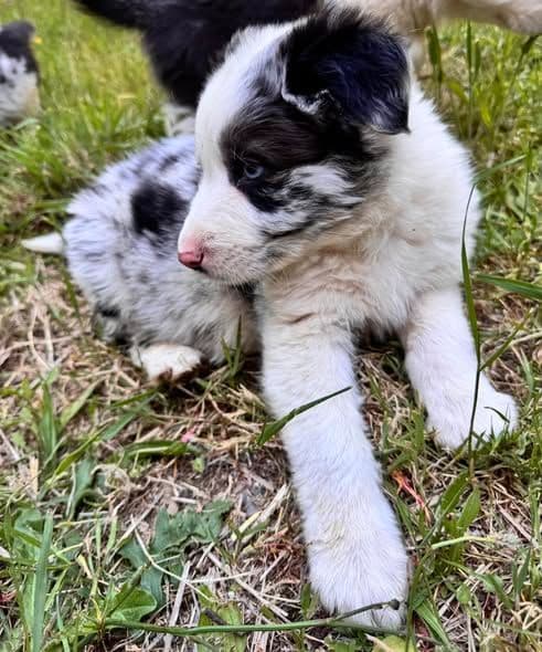 Border Collie Puppies media 11