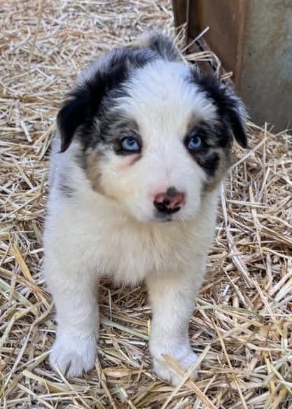 Border Collie Puppies media 9