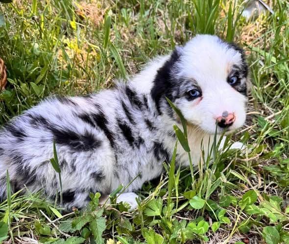 Border Collie Puppies media 4