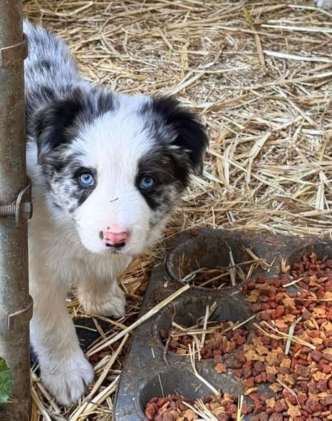 Border Collie Puppies media 3