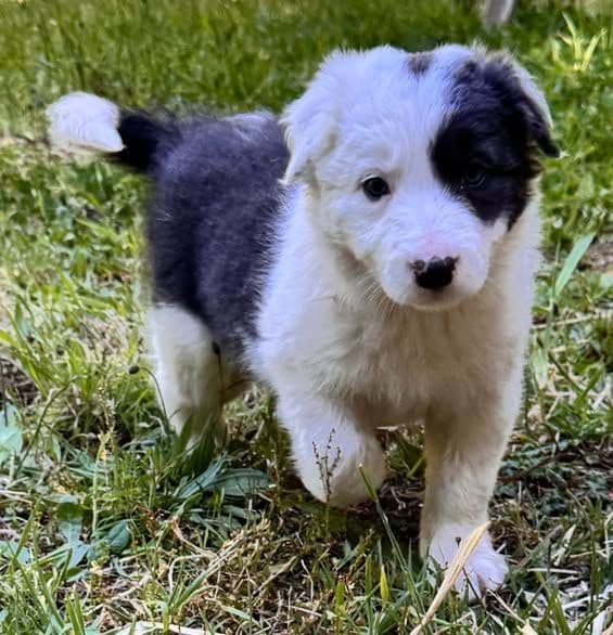 Border Collie Puppies media 10