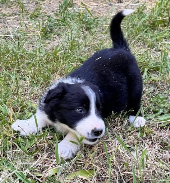Border Collie Puppies media 6