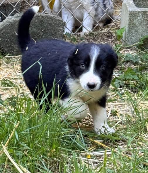Border Collie Puppies media 20