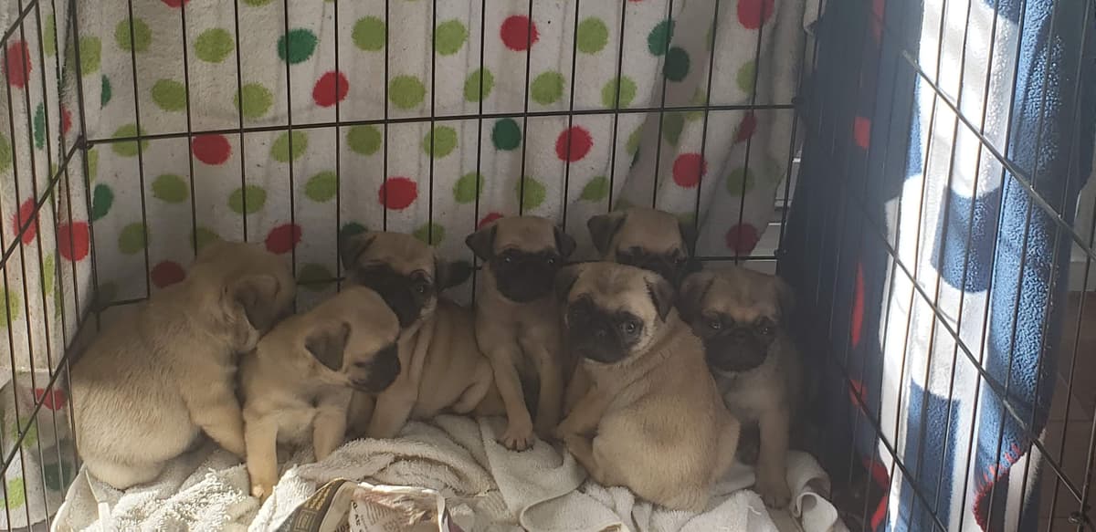 Pug Puppies breeder image 1