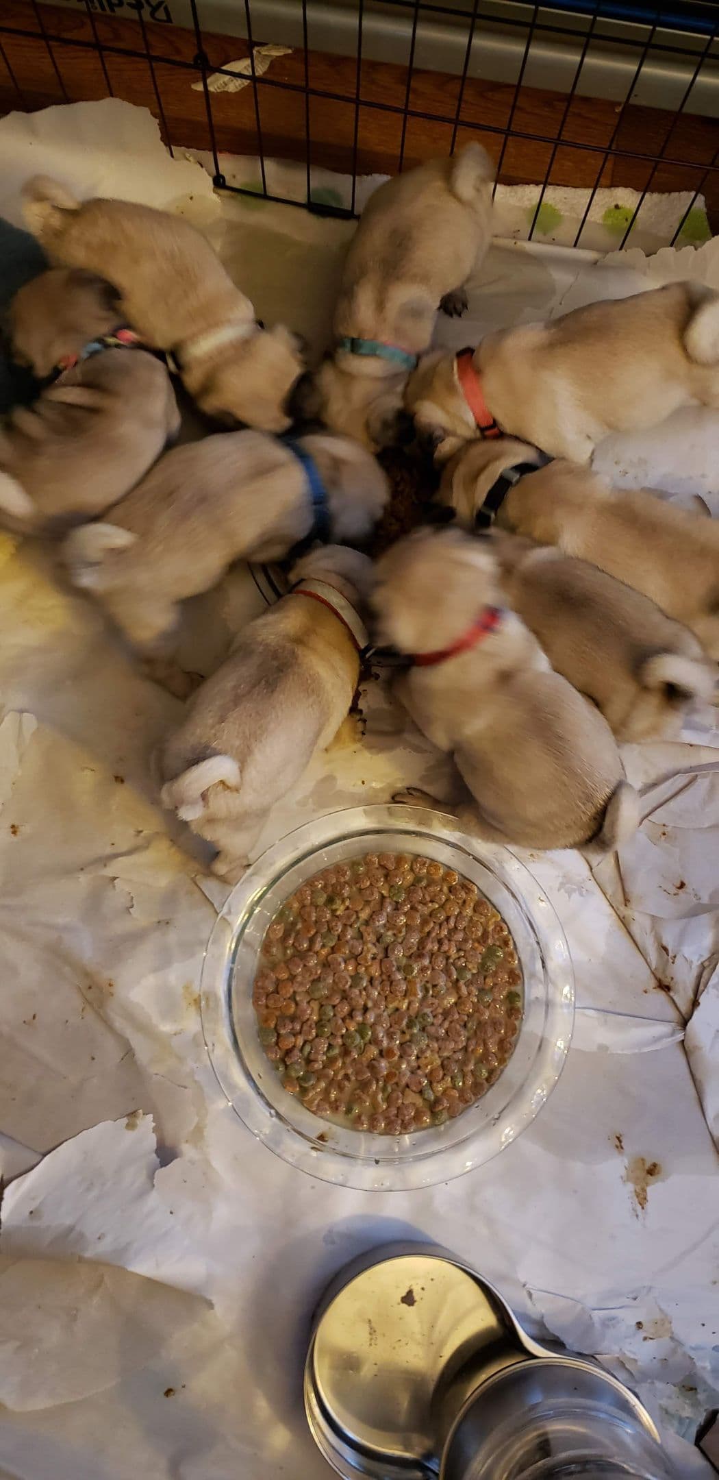 Pug Puppies breeder image 7