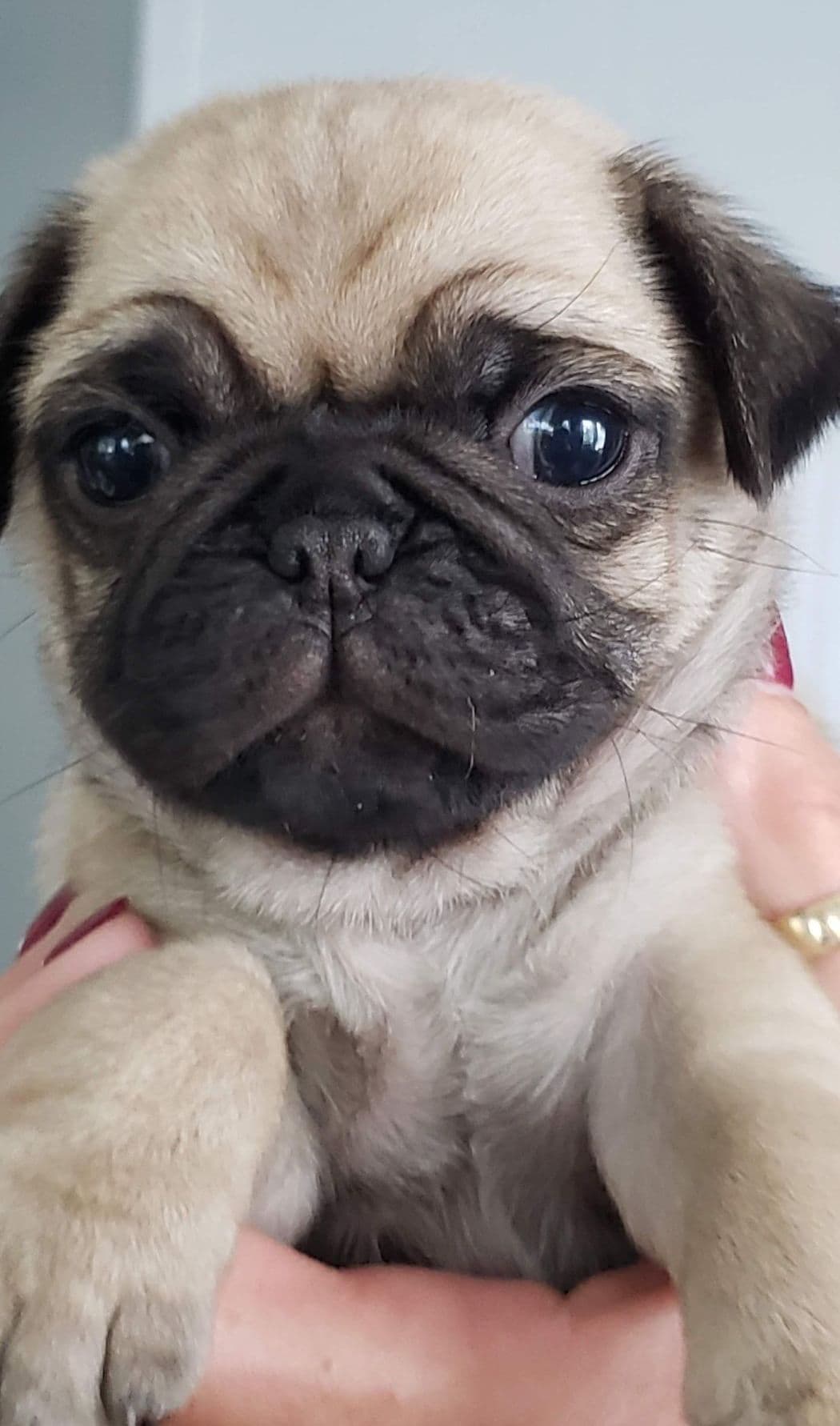 Pug Puppies breeder image 2