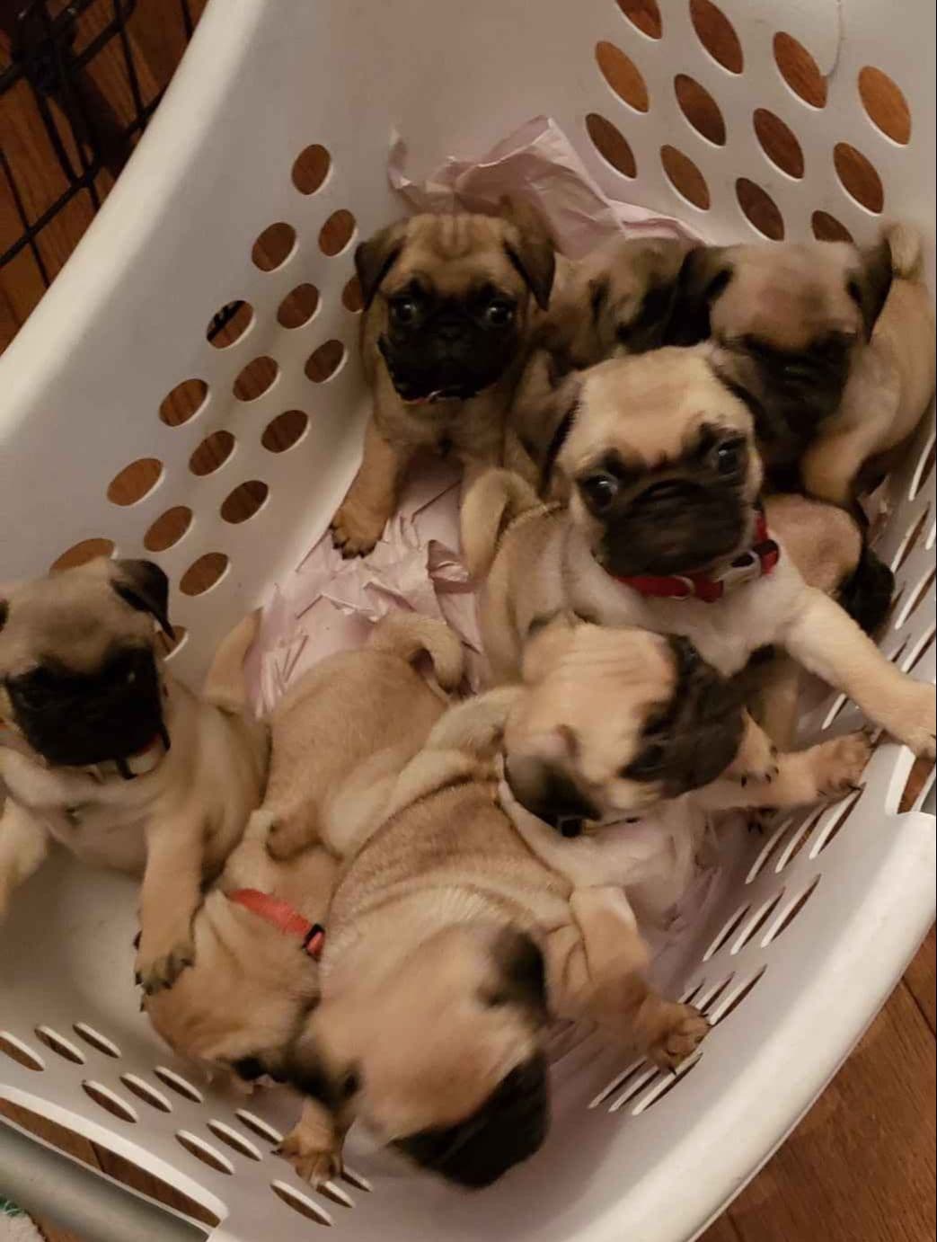 Pug Puppies breeder image 3
