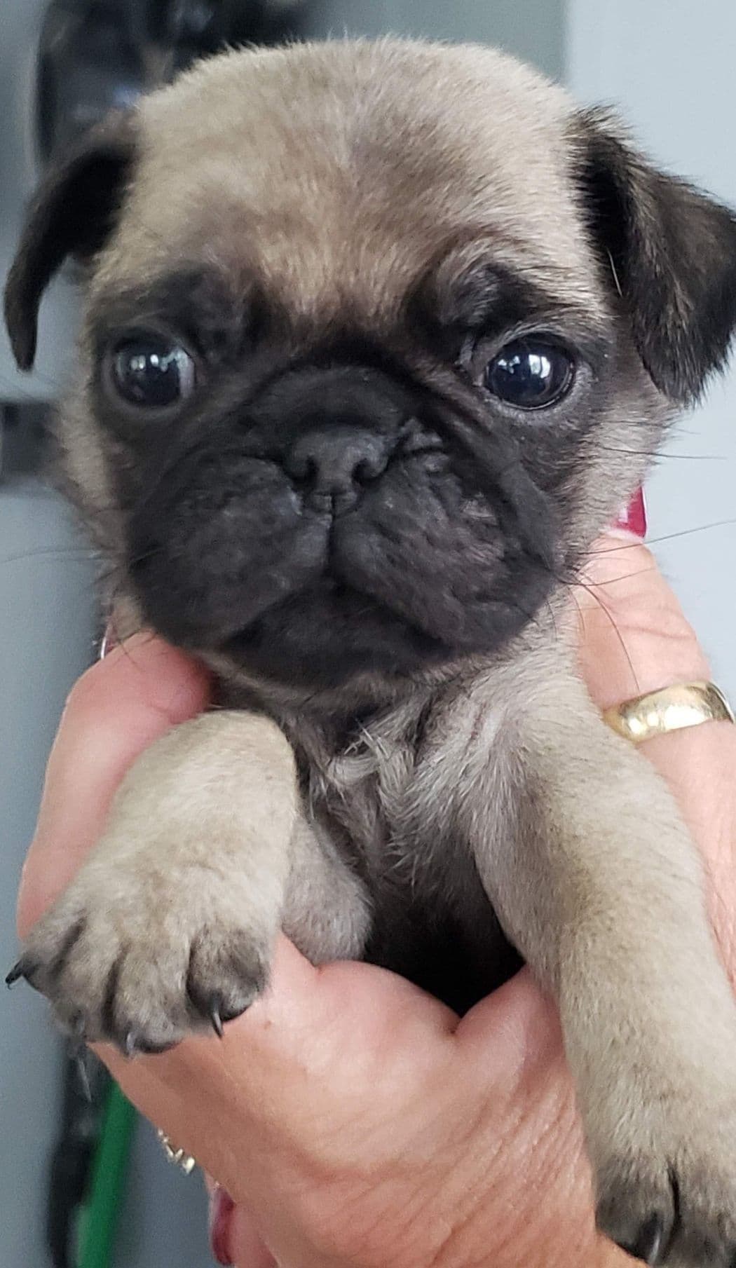 Pug Puppies breeder image 4