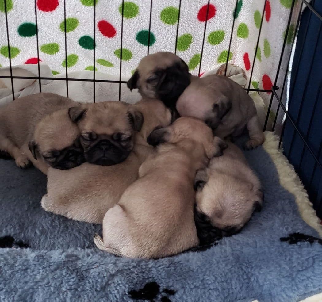 Pug Puppies breeder image 5