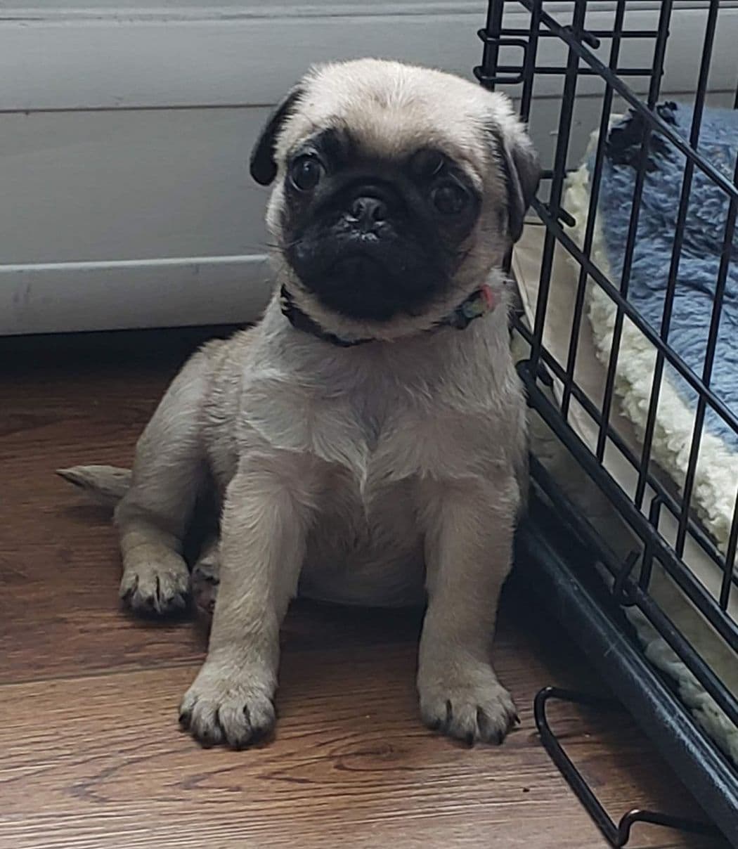 Pug Puppies breeder image 6