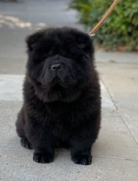 Chow Chow Puppies breeder image 1