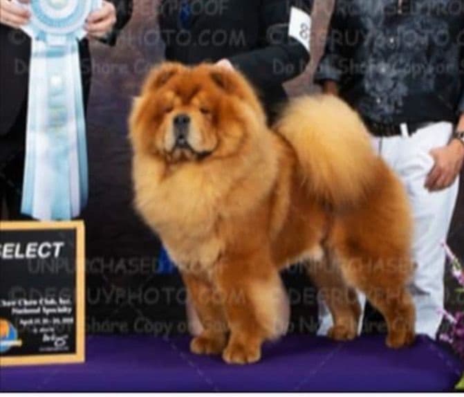 Chow Chow Puppies breeder image 2