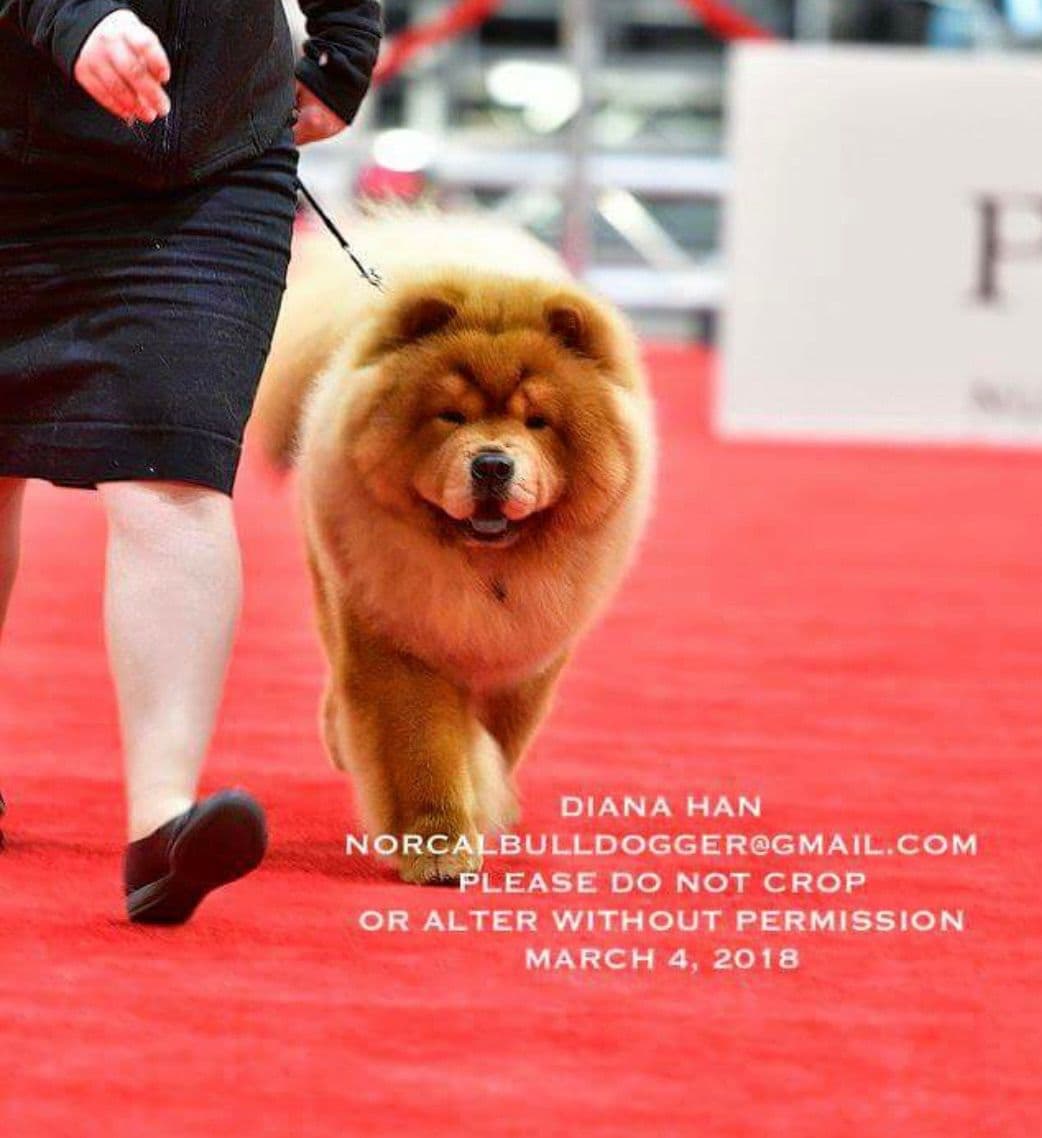 Chow Chow Puppies breeder image 3