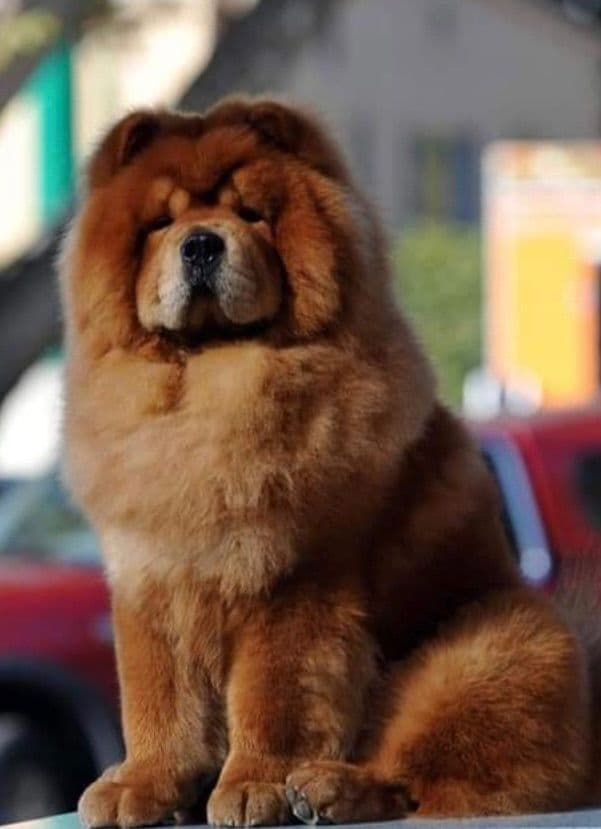 Chow Chow Puppies breeder image 5