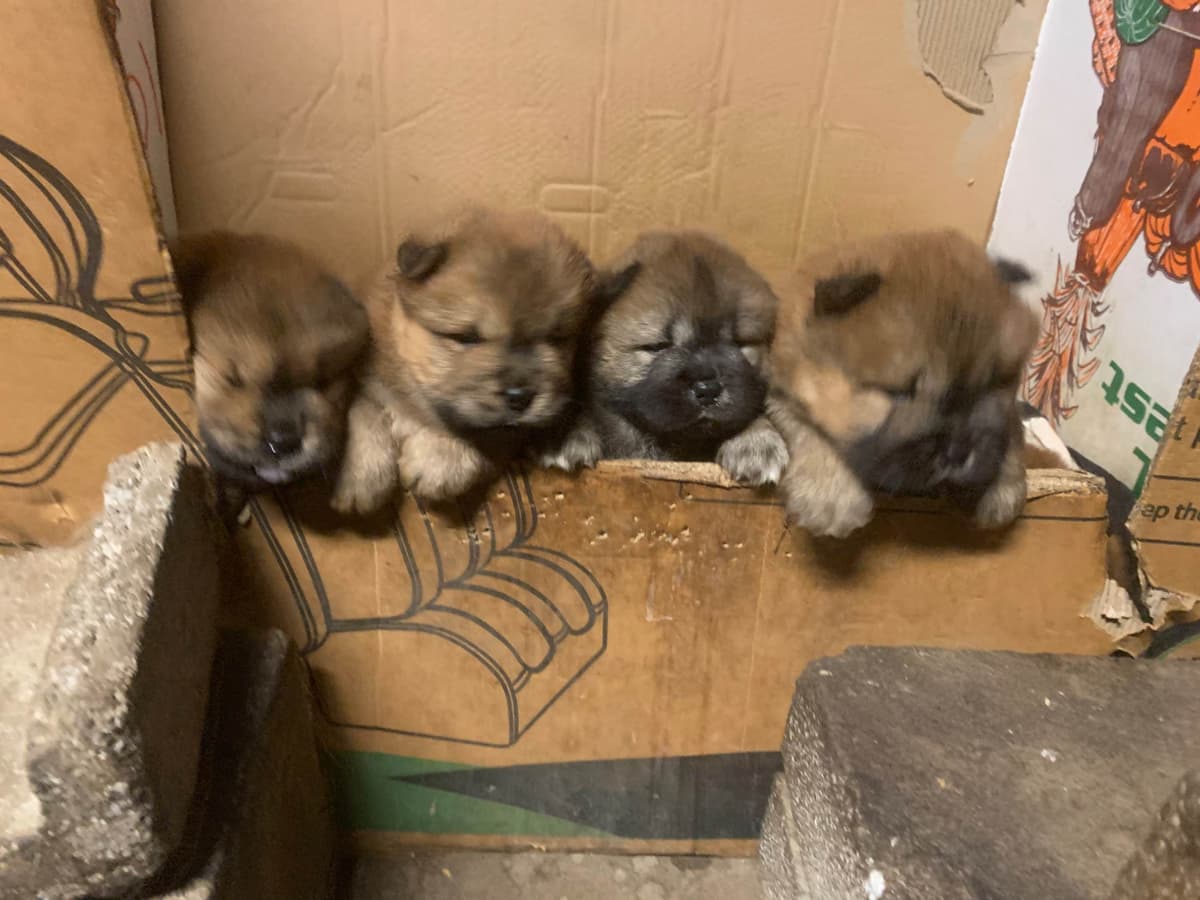Chow Chow Puppies breeder image 7