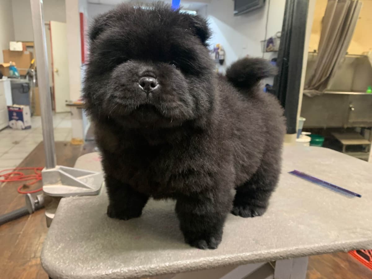 Chow Chow Puppies breeder image 9