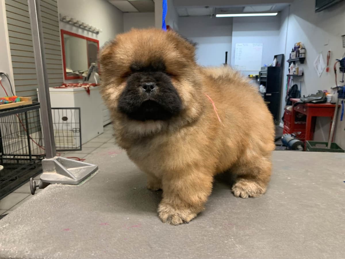 Chow Chow Puppies breeder image 10