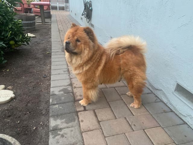 Chow Chow Puppies media 2