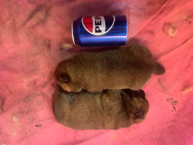 Chow Chow Puppies media 3