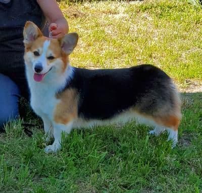 Pembroke Welsh Corgi Puppies breeder image 1
