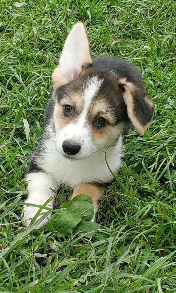 Pembroke Welsh Corgi Puppies breeder image 5