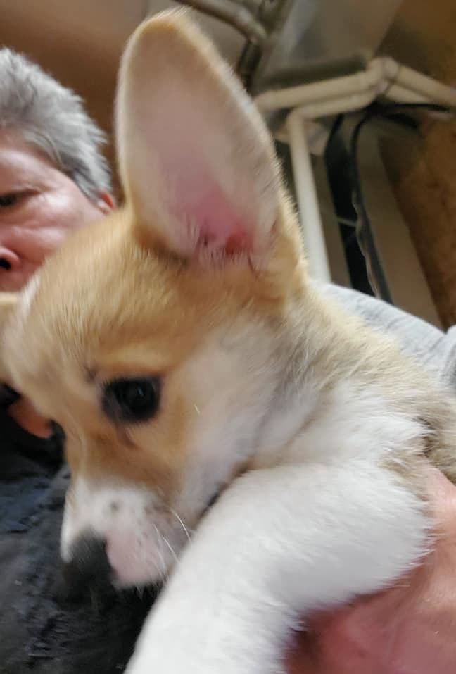 Pembroke Welsh Corgi Puppies breeder image 3