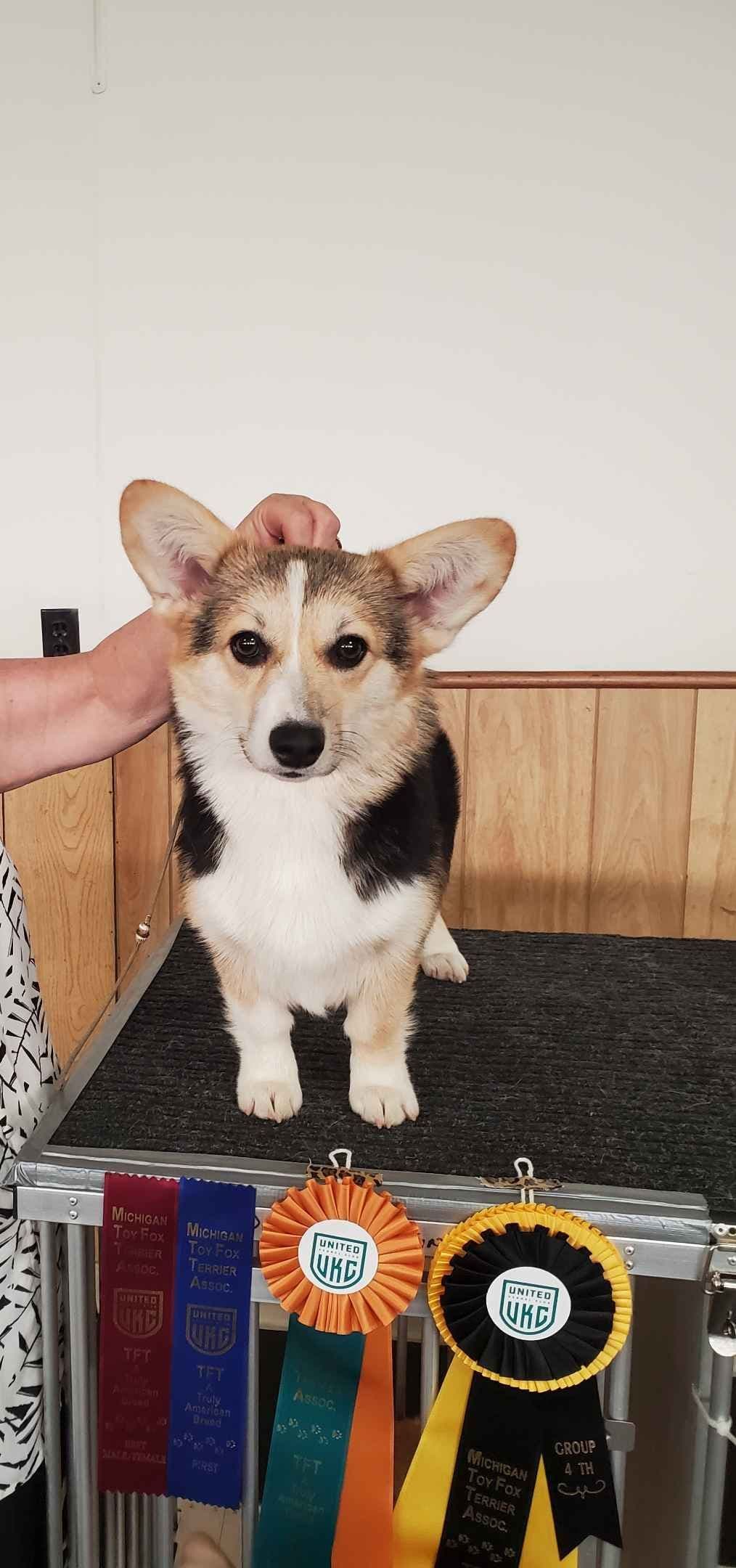 Pembroke Welsh Corgi Puppies breeder image 4