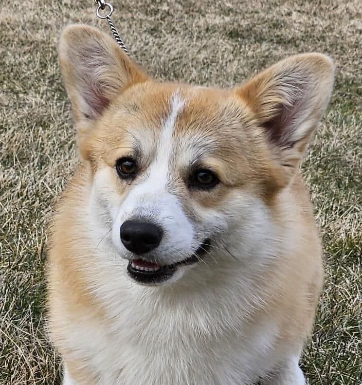 Pembroke Welsh Corgi Puppies breeder image 7