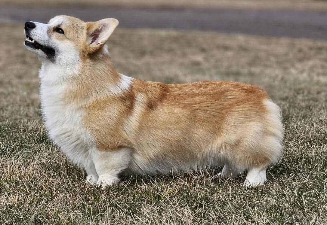 Pembroke Welsh Corgi Puppies breeder image 6